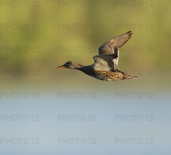 Schnatter duck (Mareca strepera), female flying across a lake, Lower Saxony, Germany