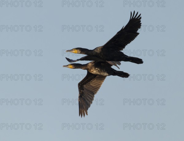 Cormorant (Phalacrocorax carbo) two birds in flight, blue sky, Lower Saxony, Germany