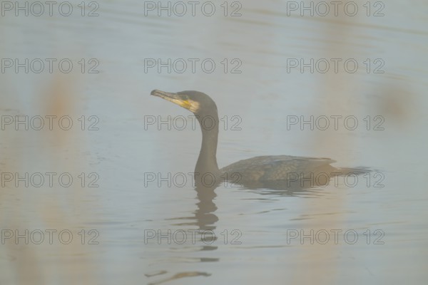 Cormorant (Phalacrocorax carbo) swimming on a lake, fog, Lower Saxony, Germany