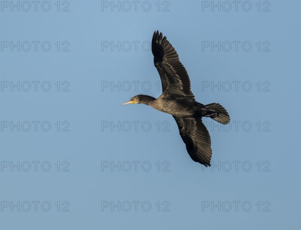 Cormorant (Phalacrocorax carbo) in flight, blue sky, Lower Saxony, Germany