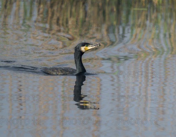 Cormorant (Phalacrocorax carbo) swims on a lake, Lower Saxony, Germany