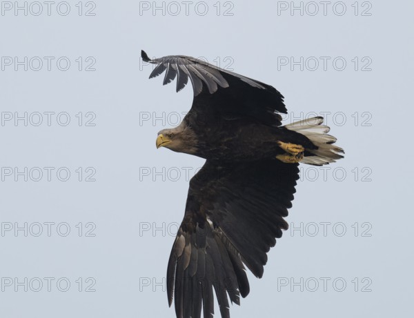 White-tailed eagle (Haliaeetus albicilla) in flight looking for food, Lower Saxony, Germany