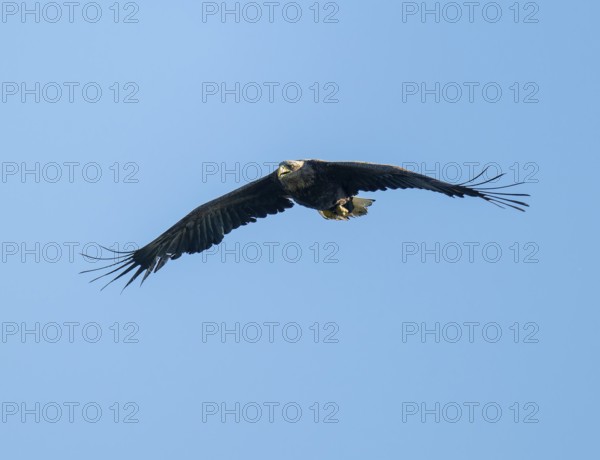 White-tailed eagle (Haliaeetus albicilla) in flight looking for food, blue sky, Lower Saxony, Germany
