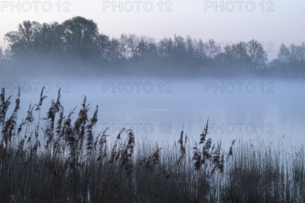Lake and birds on water in front of sunrise, clouds of fog, Lower Saxony, Germany