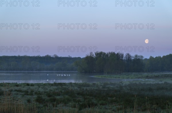 Landscape in front of sunrise with moon in the sky, wetland, Lower Saxony, Germany