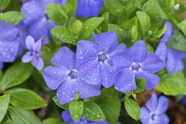 Small evergreen (Vinca minor), blooming, Lower Saxony, Germany