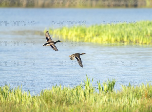 Mallard (Anas platyrhynchos), male and female flying across a lake, Lower Saxony, Germany