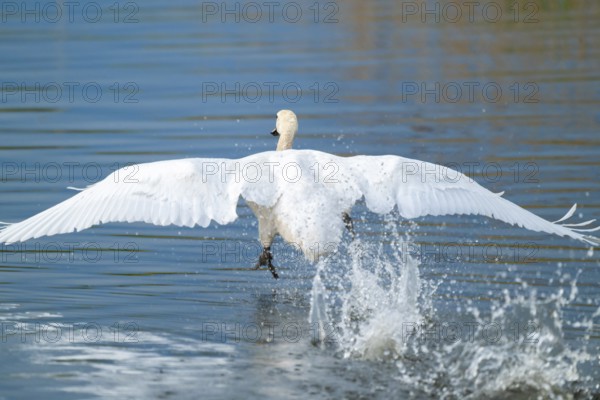 Humped swan (Cygnus olor) takes off from a lake, blue water, Lower Saxony, Germany
