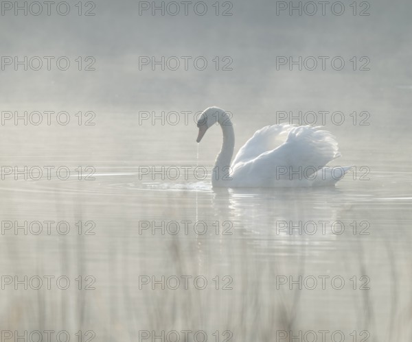 Silted swan (Cygnus olor) swims in impressive position on a lake, fog, Lower Saxony, Germany