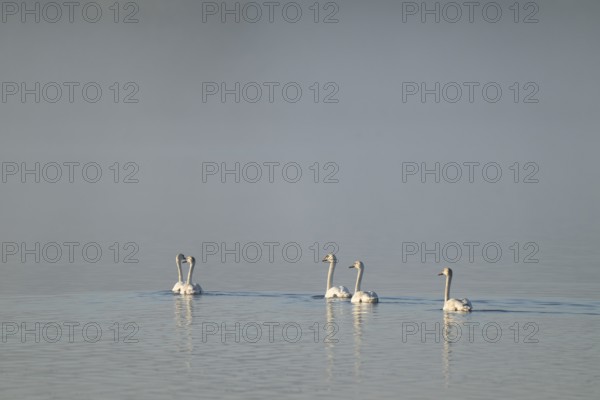 Humped swans (Cygnus olor) swimming on a lake in morning light, fog, Lower Saxony, Germany
