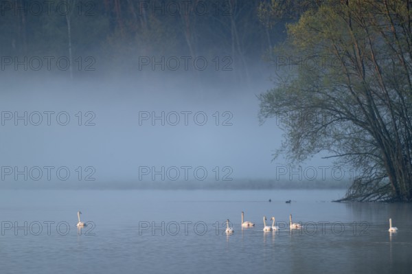 Humped swans (Cygnus olor) swimming on a lake in the morning light in fog, clouds of fog, Lower Saxony, Germany