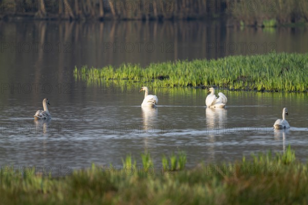 Humped swans (Cygnus olor) swim on a lake in a wetland, Lower Saxony, Germany