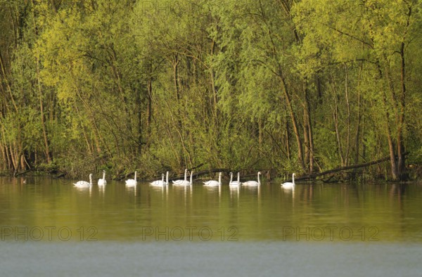 Humped swans (Cygnus olor) swimming on a lake, green forest, willows (Salix), spring, Lower Saxony, Germany