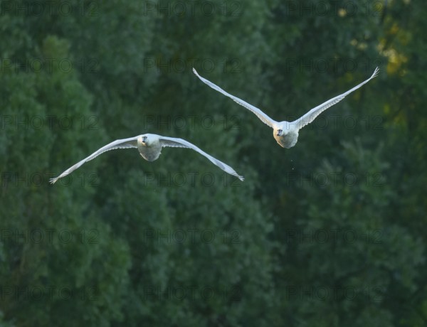 Silted swan (Cygnus olor), two swans in flight, Lower Saxony, Germany