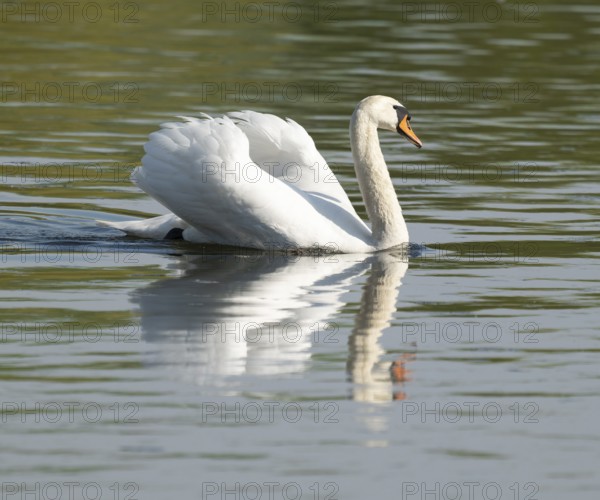 Silted swan (Cygnus olor) swims in impressive position on a lake, Lower Saxony, Germany