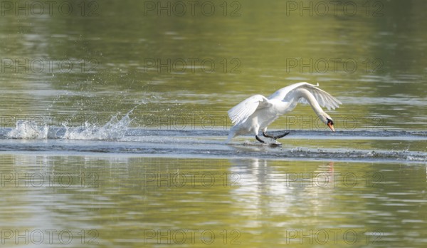 Common swan (Cygnus olor) landing on a lake, Lower Saxony, Germany