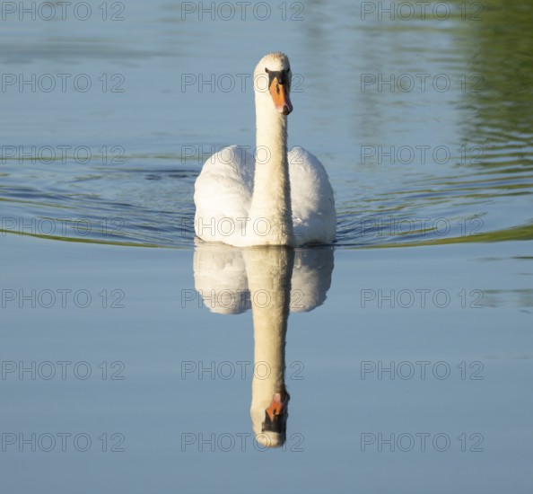Silted swan (Cygnus olor) swimming on a lake, blue water, Lower Saxony, Germany