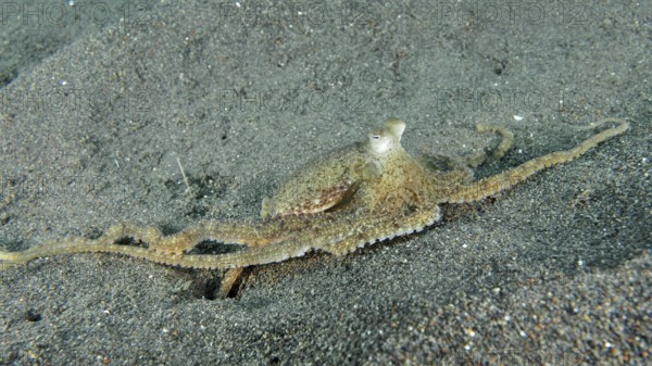 A marbled octopus (Amphioctopus aegina) spreads on sandy seabed. Puri Jati Dive Site, Umeanyar, Bali, Indonesia