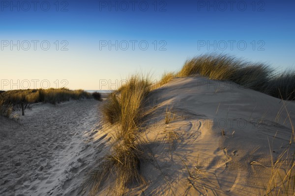 Dunes and blue sky in winter, sunset, Spiekeroog, East Frisian Islands, Lower Saxony, Germany