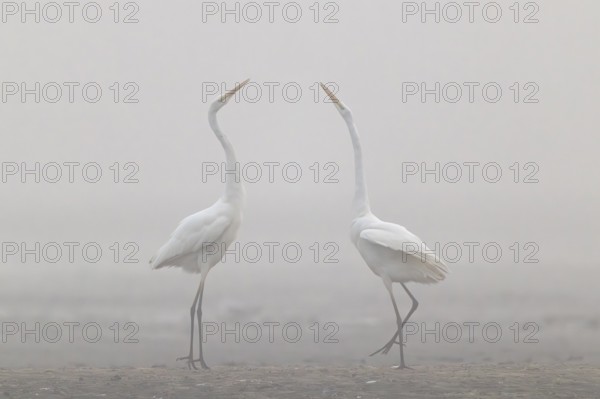 Great Egret, (Egretta alba) Warring Great Egret in the Mist, Lusatia, Saxony, Germany