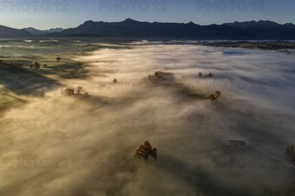 Tree, oak, mountains, sunny, morning light, autumn, autumn discoloration, fog, aerial view, view of Kochler Mountains, foothills of the Alps, Upper Bavaria, Bavaria, Germany
