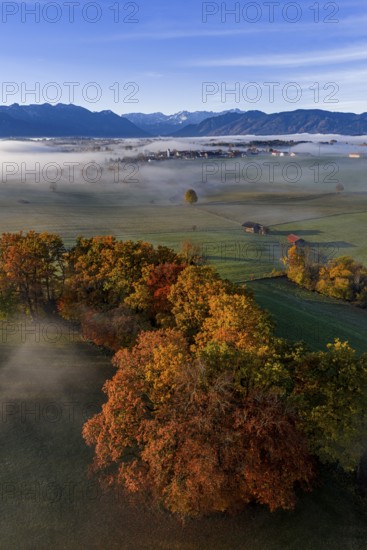 Trees, oaks, beech trees, sunny, morning light, autumn color, fog, aerial view, Riegsee, view of Zugspitze, Alpine foothills, Upper Bavaria, Bavaria, Germany