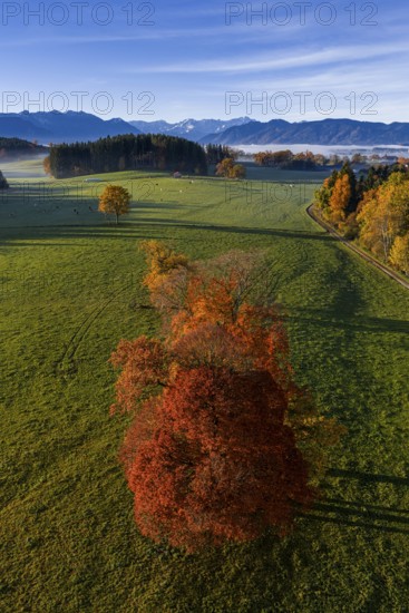 Trees, oaks, beech trees, sunny, morning light, autumn color, fog, aerial view, view of Zugspitze, foothills of the Alps, Upper Bavaria, Bavaria, Germany