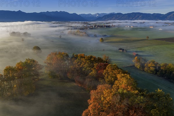 Trees, oaks, beech trees, sunny, morning light, autumn color, fog, aerial view, Riegsee, view of Zugspitze, Alpine foothills, Upper Bavaria, Bavaria, Germany
