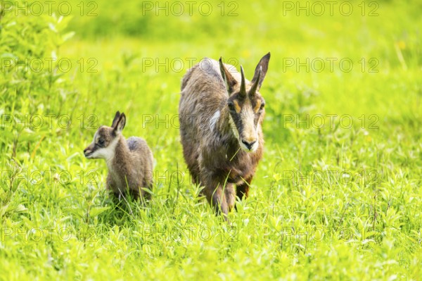 Chamois (Rupicapra rupicapra) Mother (doe) with her youngster (fawn) on a meadow, Austria