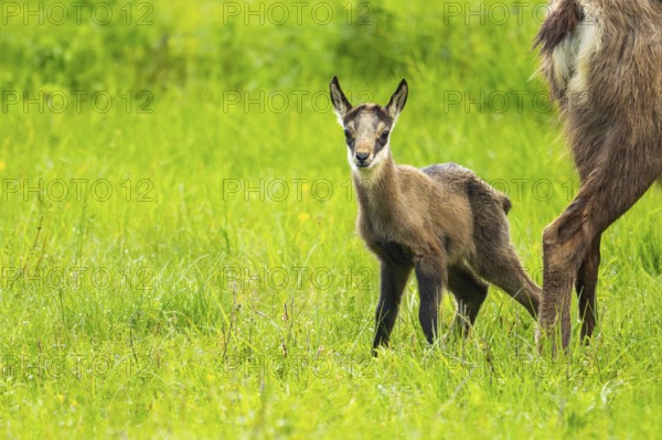 Chamois (Rupicapra rupicapra) youngster (fawn) standing on a meadow, Austria