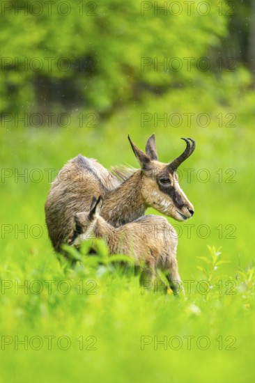 Chamois (Rupicapra rupicapra) Mother (doe) with her youngster (fawn) on a meadow, Austria
