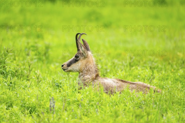 Chamois (Rupicapra rupicapra) doe lying on a meadow, Austria
