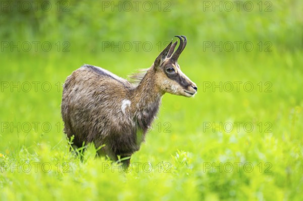 Chamois (Rupicapra rupicapra) doe standing on a meadow, Austria