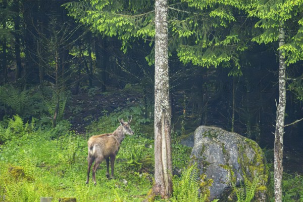 Chamois (Rupicapra rupicapra) standing in a forest in the alps, Austria
