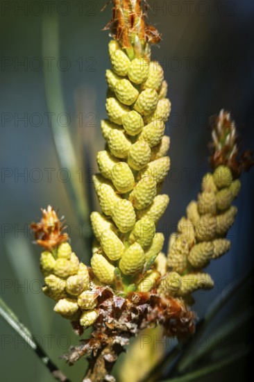 Scots pine (Pinus sylvestris) blossom in a forest in spring, Bavaria, Germany