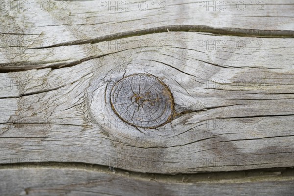 Close-up of a cut fruit in an old tree trunk, Bavaria, Germany
