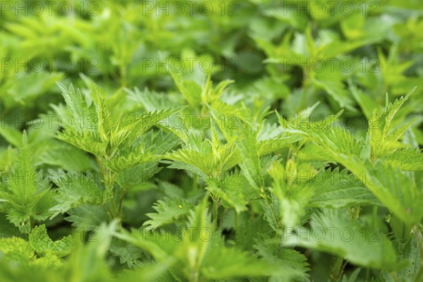 Common nettle (Urtica dioica), detail, spring, Bavaria, Germany