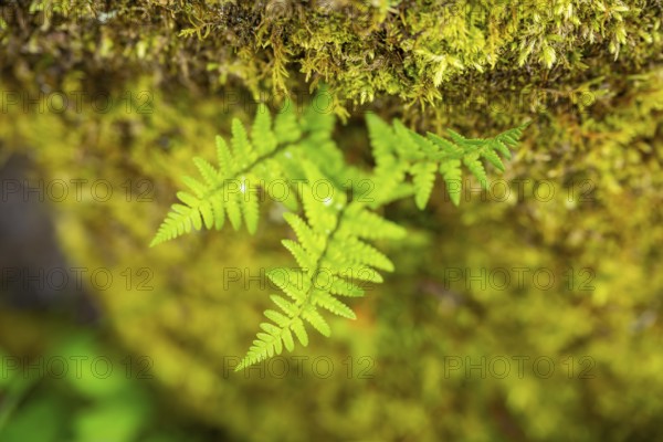 Red-stemmed feathermoss (Pleurozium schreberi) growing on old wood in a forest, Bavaria, Germany