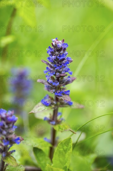 Bugle (Ajuga reptans) blossoms, detail, Bavaria, Germany