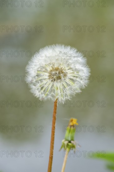 Common dandelion (Taraxacum officinale) seeds, detail, Bavaria, Germany