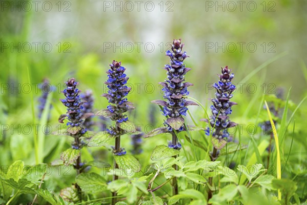 Bugle (Ajuga reptans) blossoms, detail, Bavaria, Germany
