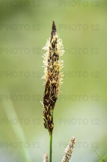 Greater tussock-sedge (Carex paniculata) grass blooming in spring, Bavaria, Germany