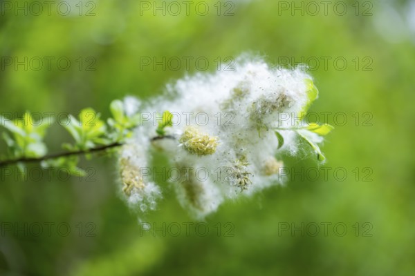 Eastern crack-willow (Salix euxina), pussy willow, seeds in spring, detail, Upper Palatinate, Bavaria, Germany
