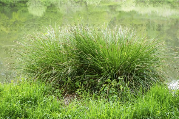 Greater tussock-sedge (Carex paniculata) grass bushes in a forest next to a little lake in spring, Bavaria, Germany