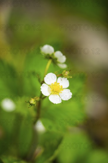 Wild strawberry (Fragaria vescaa) plants blooming, blossom, detail, Bavaria, Germany