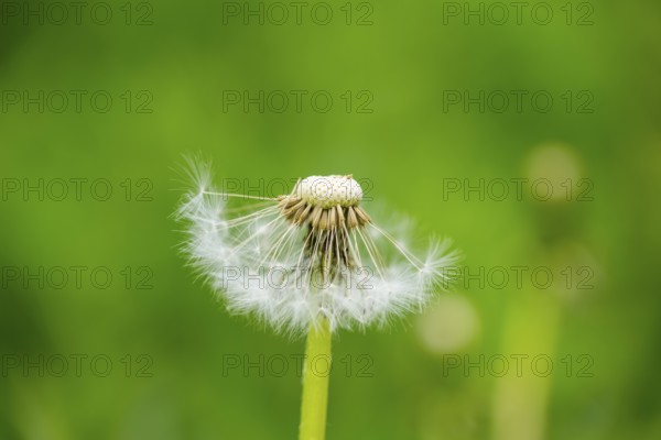 Common dandelion (Taraxacum officinale) seeds, detail, Bavaria, Germany