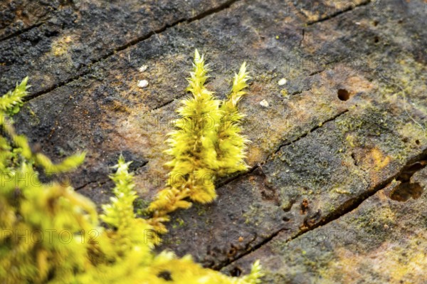Red-stemmed feathermoss (Pleurozium schreberi) growing on old wood in a forest, Bavaria, Germany