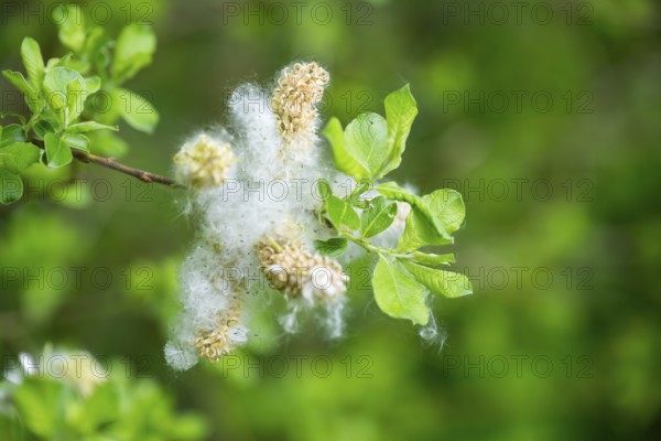 Eastern crack-willow (Salix euxina), pussy willow, seeds in spring, detail, Upper Palatinate, Bavaria, Germany