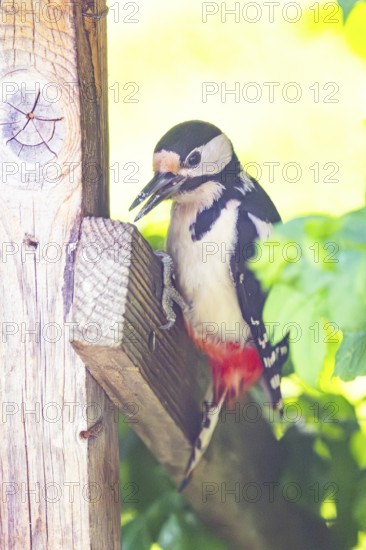 Great spotted woodpecker (Dendrocopos major) sitting on wooden slat, Austria