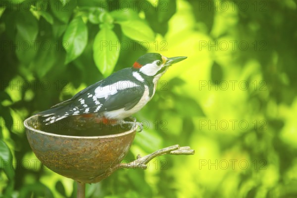 Great spotted woodpecker (Dendrocopos major) sitting on feeding station, Austria